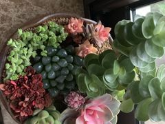 -双季花艺园艺市场(浦东店)