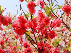 -南汇桃花村