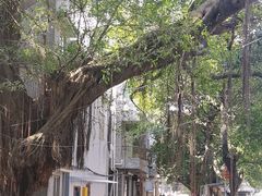 -小洲村