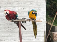 -西霞口神雕山野生动物世界