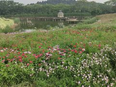 -大塘金香草谷