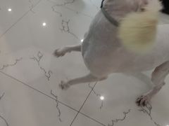 -宠颐生嘉德动物医院