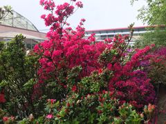 -库肯霍夫公园
