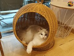 -猫咪派对(江南西店)