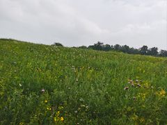 -塞罕坝国家级自然保护区