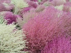 -天津东丽湖风景区