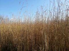 iphone_upload_pic-西昌邛海湿地