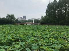 -黄兴公园