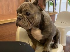 -柯斗斗主题餐厅·狗咖·围炉煮茶·茶饮(国瑞升平里店)