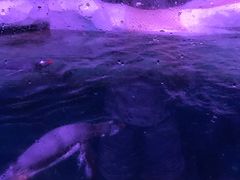-暹罗海洋世界