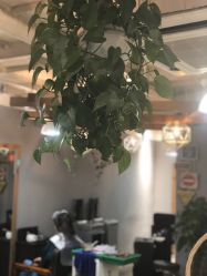 -青禾造型&刺青