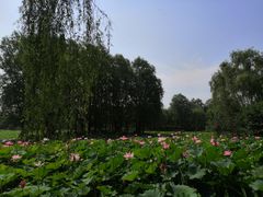 -东郊湿地公园