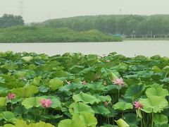 -蒲河岛湿地公园