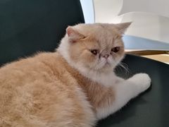 -飞行喵MR PILOT|猫舍·猫咖(静安大融城店)