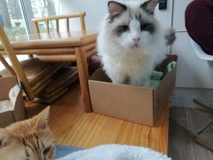 -李小姐の猫咖啡馆(五角场店)