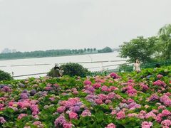 -金银湖国家城市湿地公园