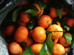 -菜园坝水果市场