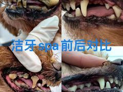-1013 PET SHOP精品宠物商店(丁香店)