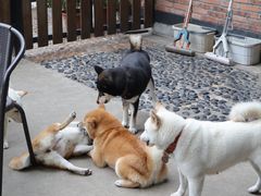 -柴犬高等学院·狗咖·柴犬售卖·宠物训练
