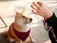 -柴犬高等学院·狗咖·柴犬售卖·宠物训练