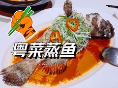 清蒸海石斑-東海海鲜酒家(中信广场店)