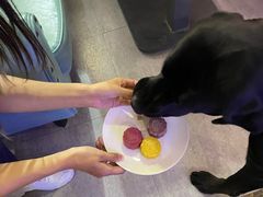 -百好乐宠物友好餐厅(朝外大街店)