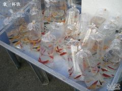 -清平路水族市场
