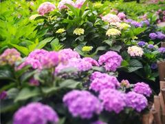 -上海共青森林公园