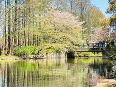 -上海共青森林公园