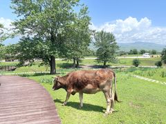 -新疆那拉提国家旅游度假区
