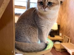 -MOCHA明星猫咖(田子坊店)