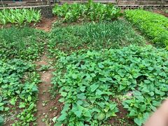 -美丽南方·老木棉匠园·团建烧烤·烤全羊