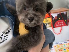 -翊宠yipet猫狗购宠庄园犬舍•猫舍