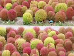 -花开海上生态园