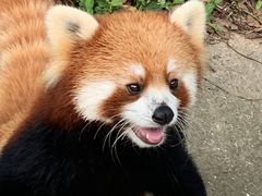-合肥野生动物园
