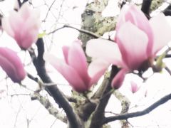 -西湖外事游船(湖滨二公园外事游船码头)