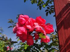 -武汉紫薇都市田园