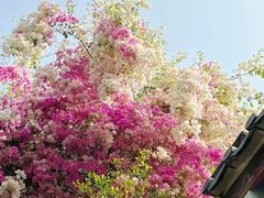 -深圳国际园林花卉博览园