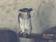 -吉隆坡雀鸟公园