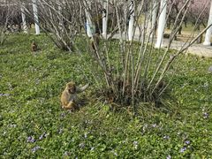-苏州上方山国家森林公园