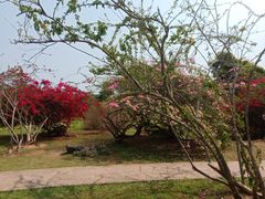 -中国科学院西双版纳热带植物园