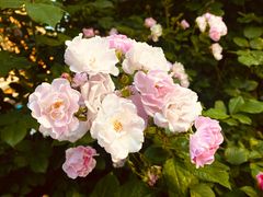 -盛江山自助料理(奥莱锦辉购物广场店)