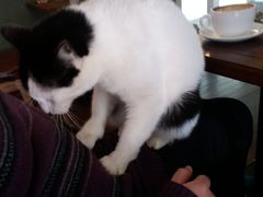 -李小姐の猫咖啡馆(五角场店)
