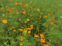 -桤木河湿地公园