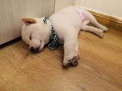 -柴犬小屋·柴餐厅·狗咖食堂(金鼎广场店)