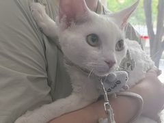 -佑安动物医院·全科·内窥镜中心(幸福巷店)