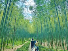 -大奇山国家森林公园