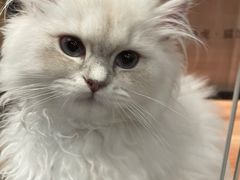 -袖虎·猫馆(体育西路店)
