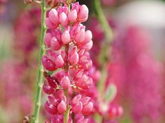 -花开海上生态园