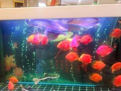 -华夏良子(京密路店)